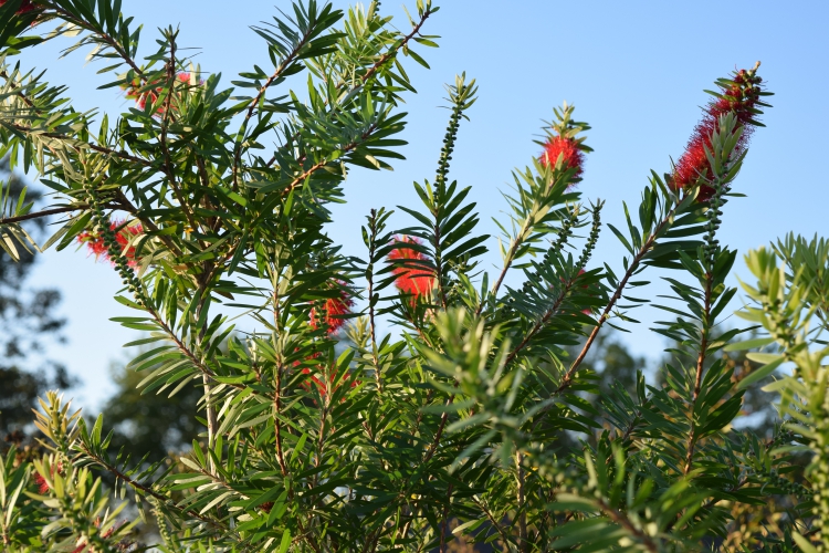 Red cluster bottlebrush