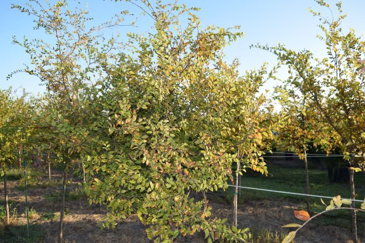 Cedar elm