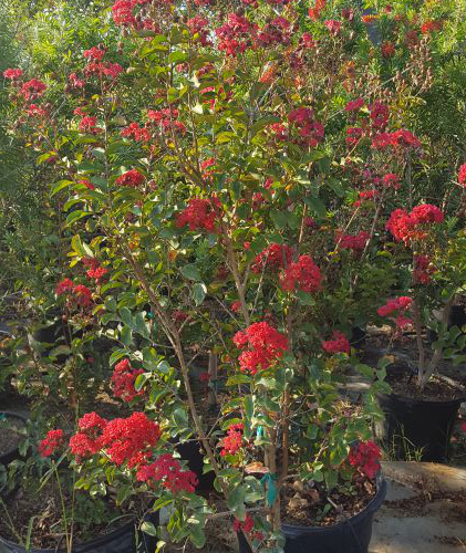 Dynamite crape myrtle