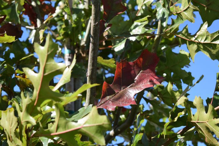 Shumard red oak
