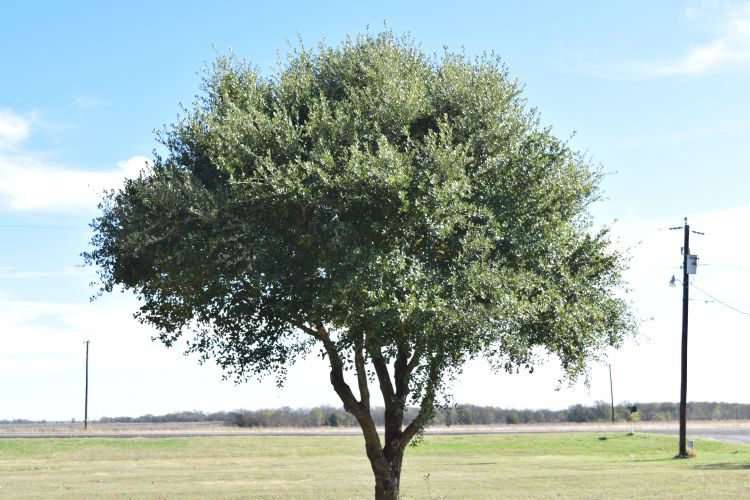 Texas Live Oak Major Tree Farm Texas Live Oak