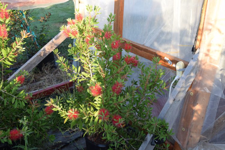 Local bottlebrush