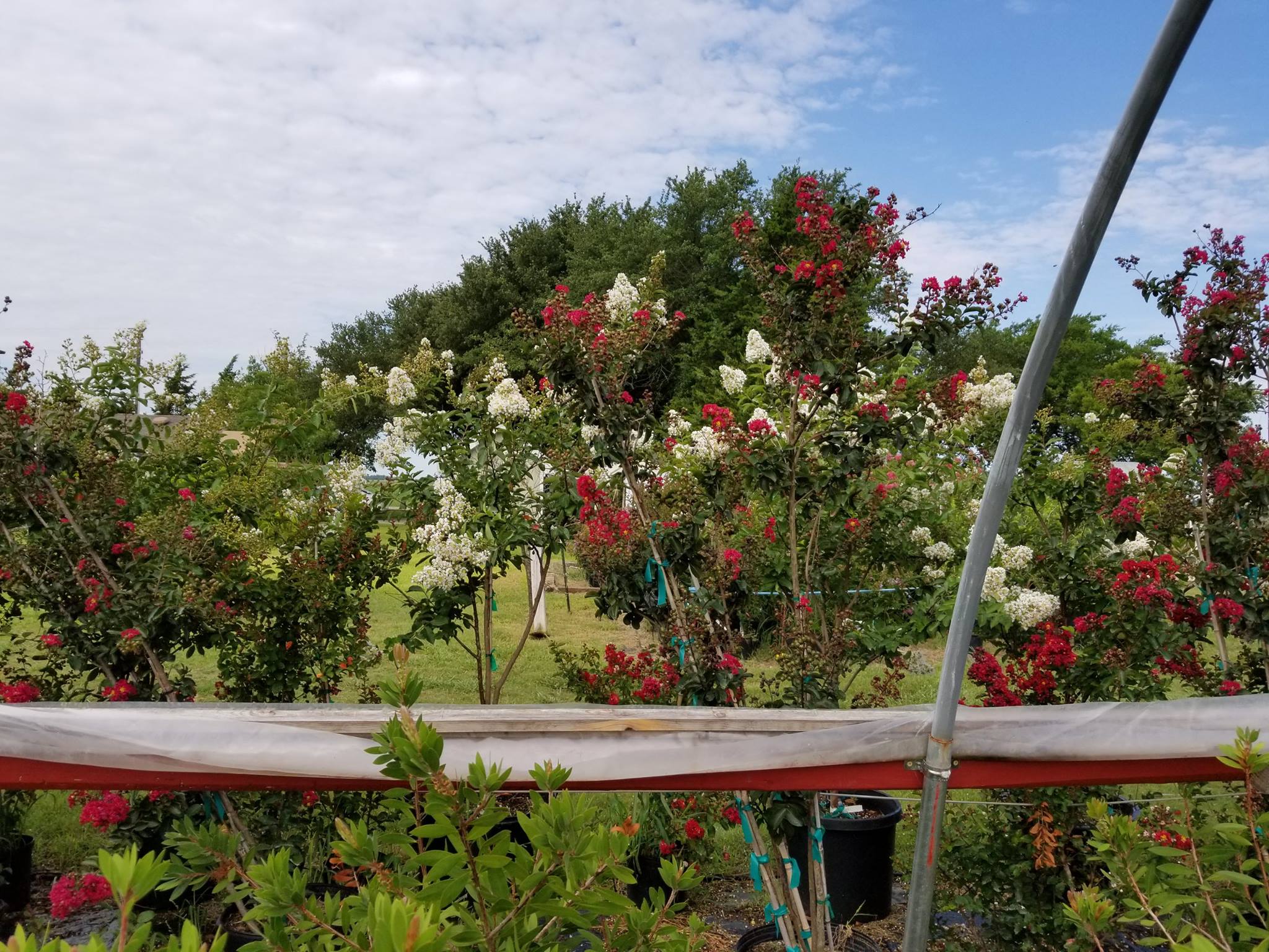 Natchez and arapaho crape myrtles next to each other