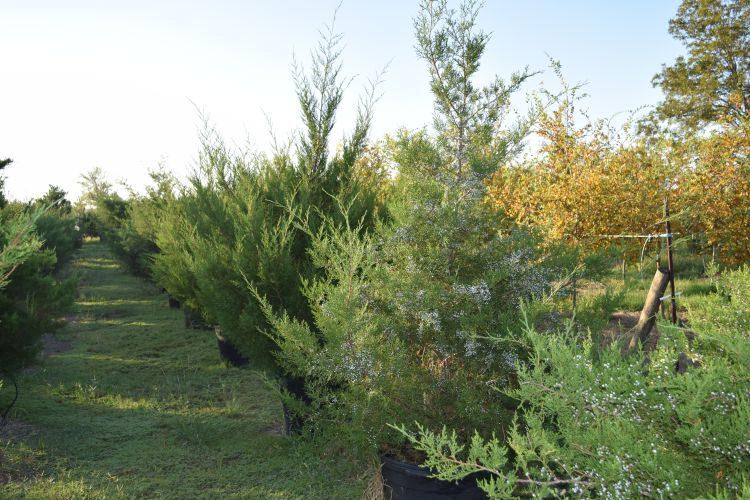 Eastern redcedar