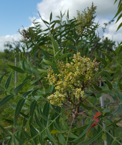 Prairie flame leaf sumac