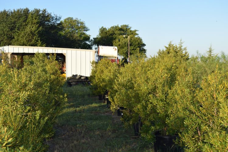 Southern bayberry